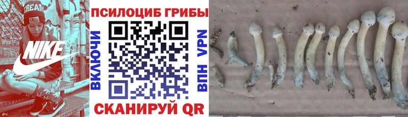 как найти наркотики Правдинск Псилоцибиновые грибы MAGIC MUSHROOMS